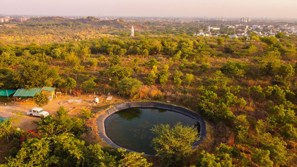 Natural Air Purifier 