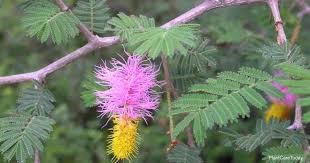 Bell Mimosa