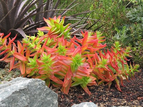 Crassula capitella