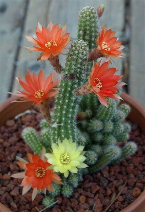 Echinopsis spp