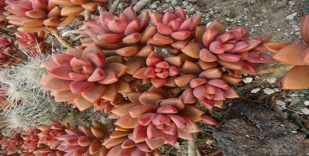 Graptosedum species