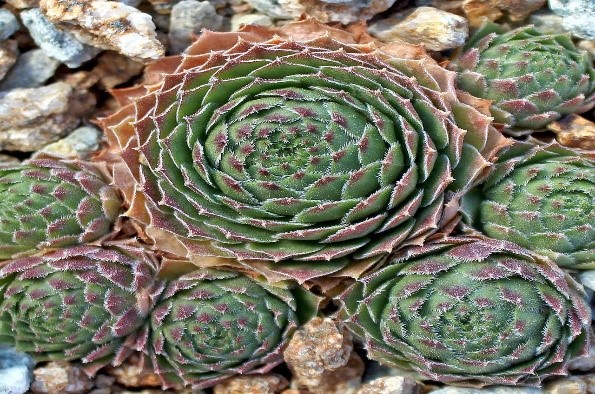 Green Wheel Plant