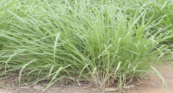 Lemon Grass