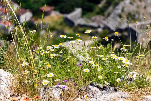 Rock daisy