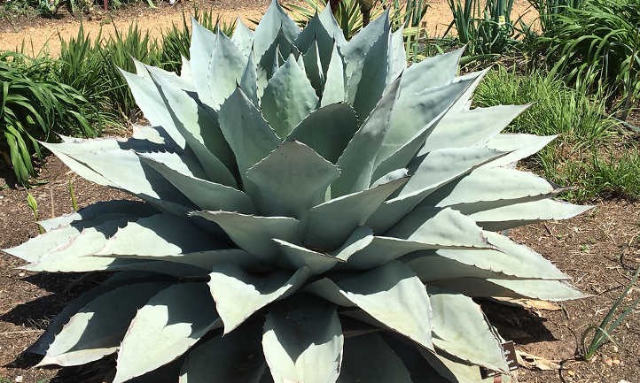 Agave-ovatifolia