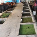 Fig.1-Azolla-fodder-Unit-at-Peepal-Research-Centre-Dehradun