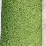 Fig.2-Azolla-fodder-Unit-at-Peepal-Research-Centre-Dehradun-1-1