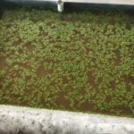 Fig.3-Azolla-fodder-Unit-at-Peepal-Research-Centre-Dehradun-1