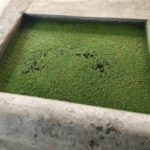 Fig.3-Azolla-fodder-Unit-at-Peepal-Research-Centre-Dehradun