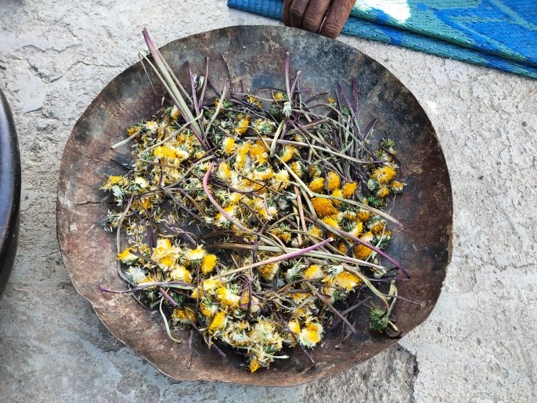 Propagation-of-Dandelion-1