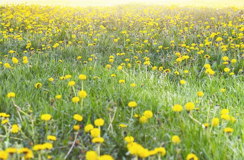 Propagation-of-Dandelion-2