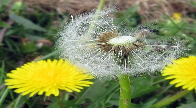 Propagation-of-Dandelion-4