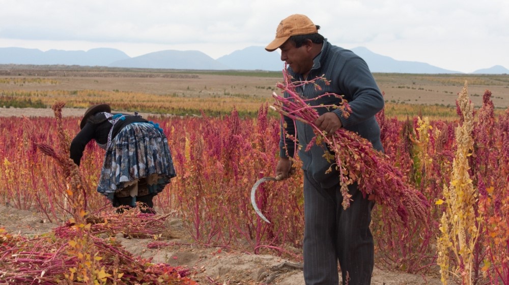 Quinoa-is-a-Rabi-crop-1-1