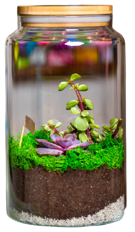 terrarium-plant-glass-1