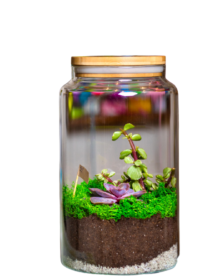 terrarium-plant-glass